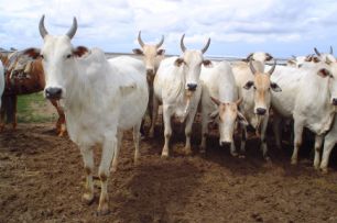 Os pesquisadores avaliaram os fatores de decisão das compras efetuadas por pecuaristas de São Paulo e Mato Grosso do Sul