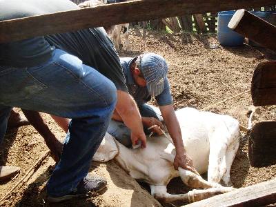 No ano passado, pecuaristas de Três Lagoas registraram índice de 76,73% de imunização